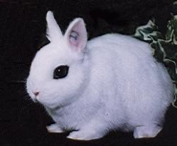 Hotot