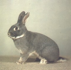 Hermelin