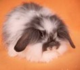 American Fuzz Lop