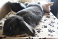 Mini Lop