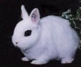 Hotot